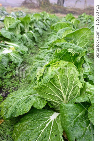 Chinese cabbage growing in a field 135553715