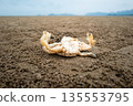 Abstract scene of drought with dead crab on beach after water level decreased at night. 135553795