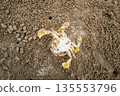 Abstract scene of drought with dead crab on beach after water level decreased at night. 135553796
