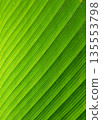 Close focus on texture of green banana leaf with sunlight as backlight of tropical rainforest. 135553798