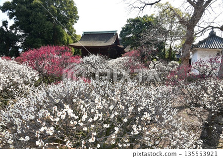 Daimoji梅花Tenmangu神社李子 135553921