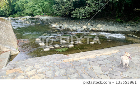A spot to play in the river on the Inunaki River, which is rich in nature A spot to play in the river on the Inunaki River, which is rich in nature 135553961