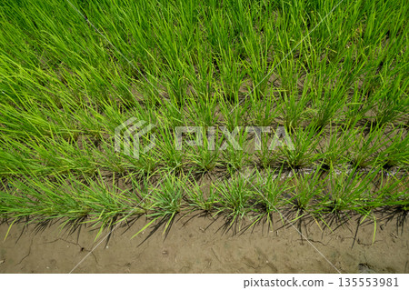 稻田 水稻 夏天 135553981