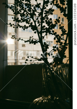 Minimalist interior still life featuring a transparent glass vase with red berry branches placed on a windowsill. A play of shadows and light on wall. 135554109