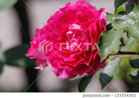 Pink Rose Scheherazade 135554303