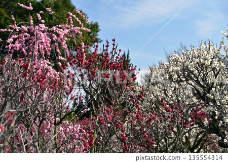 Plum blossoms in full bloom 135554314