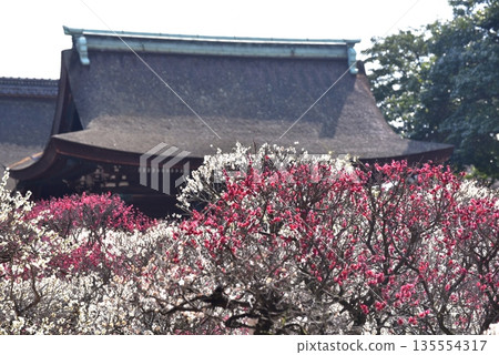 Daimoji梅花Tenmangu神社李子 Daimoji梅花Tenmangu神社李子 135554317