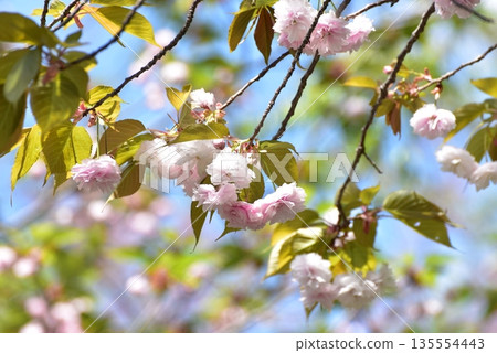 Cherry blossoms shining in the spring sunshine Cherry blossoms shining in the spring sunshine 135554443