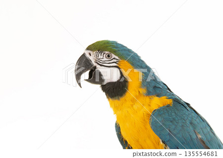 Portrait of a blue and yellow macaw, seen from the side with its beak open looking cute on a white background Portrait of a blue and yellow macaw, seen from the side with its beak open looking cute on a white background 135554681