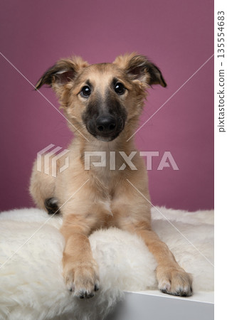 Cute silken windsprite puppy lying down on a red maroon background looking at the camera 135554683