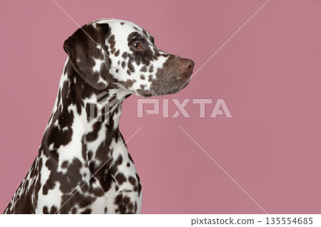 Pretty brown spotted dalmatian dog portrait looking to the side on a pink background Pretty brown spotted dalmatian dog portrait looking to the side on a pink background 135554685