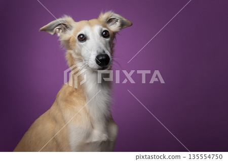Portrait of a silken windsprite dog looking away on a prume purple background Portrait of a silken windsprite dog looking away on a prume purple background 135554750