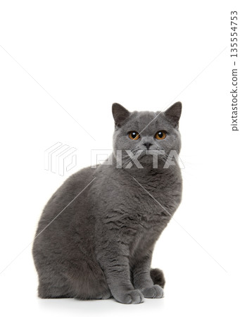 Pretty and proud british shorthaired cat sitting looking at the camera isolated on a white background 135554753