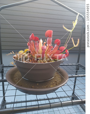 A group of red carnivorous plants growing on a balcony A group of red carnivorous plants growing on a balcony 135554955