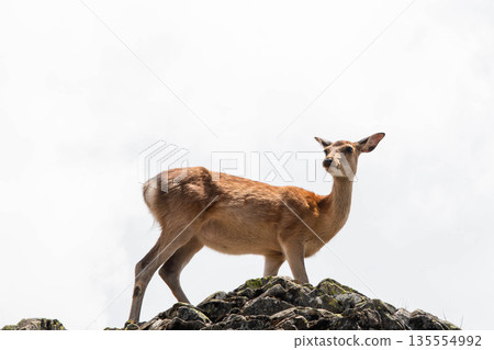 Deer on a rock 135554992