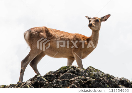 岩石上的鹿 135554993