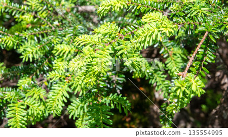 Fresh green Tsuga diversifolia Fresh green Tsuga diversifolia 135554995