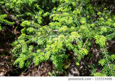 Fresh green Tsuga diversifolia Fresh green Tsuga diversifolia 135554996