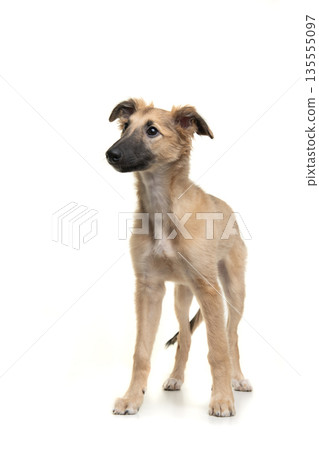Cute silken windsprite puppy standing isolated on a white background looking away 135555097
