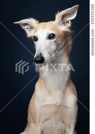 Portrait of a silken windsprite dog looking away on a dark blue background Portrait of a silken windsprite dog looking away on a dark blue background 135555100