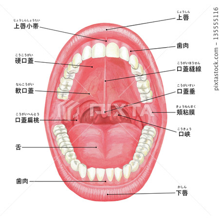口腔內部示意圖 - 附名稱 135555116