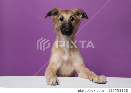 Portrait of a cute silken windsprite puppy on a purple background looking at the camera, with its paws over a white border 135555168