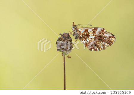 A beautiful Weaver's fritillary butterfly also called "Boloria dia", on a natural yellow background 135555169
