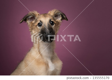 Portrait of a cute silken windsprite puppy on a red maroon background looking at the camera 135555170