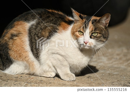 A hot spring town cat standing in an alley 135555216