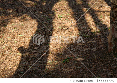 A graphical landscape created by tree shadows and fallen leaves A graphical landscape created by tree shadows and fallen leaves 135555229