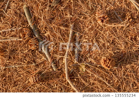 棕色落葉和堅果的質地 135555234