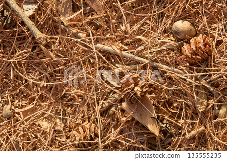Texture of brown fallen metasequoia leaves and nuts Texture of brown fallen metasequoia leaves and nuts 135555235