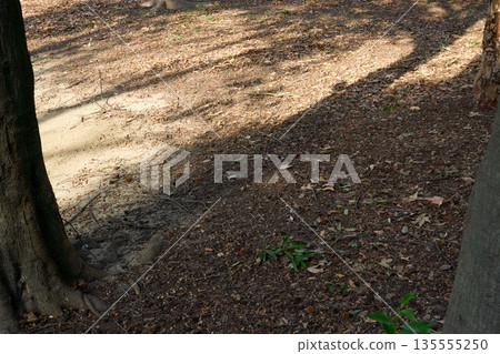 A graphical landscape created by tree shadows and fallen leaves A graphical landscape created by tree shadows and fallen leaves 135555250