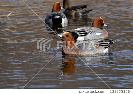  Wigeon 135555366