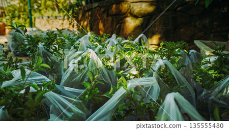 Young plants in plastic bags ready for planting outdoors 135555480