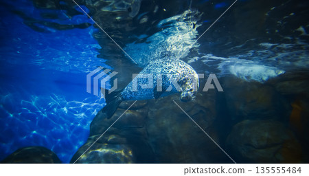 Close Up View On Harbor Seal Or Phoca Vitulina Swim In Underwater Aquarium. Playful True Seal. Most Widely Distributed Species Of Pinniped. Marine Life Close Up View On Harbor Seal Or Phoca Vitulina Swim In Underwater Aquarium. Playful True Seal. Most Widely Distributed Species Of Pinniped. Marine Life 135555484