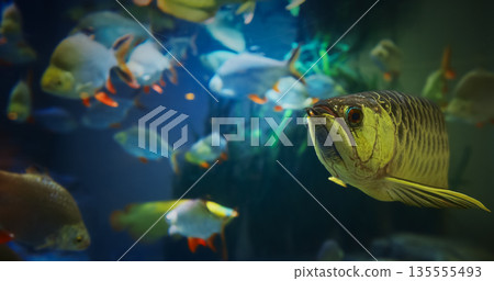 Zoo Aquarium With Various Fish. Tinfoil Barb Fishes. Active And Entertaining Fishes. Tropical Southeast Asian Freshwater Fish Of The Family Cyprinidae. Peaceful Fish Zoo Aquarium With Various Fish. Tinfoil Barb Fishes. Active And Entertaining Fishes. Tropical Southeast Asian Freshwater Fish Of The Family Cyprinidae. Peaceful Fish 135555493