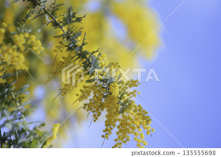 Blue sky and mimosa flowers Softly blurred spring background Copy space Blue sky and mimosa flowers Softly blurred spring background Copy space 135555698