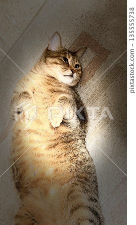 [Rescue cat] A 5-year-old tabby cat lying on the living room rug and making cute gestures 135555738