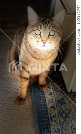 [Rescue cat] A 5-year-old tabby cat staring at me in the living room 135555744