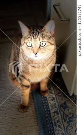 [Rescue cat] A 5-year-old tabby cat staring at me in the living room 135555745