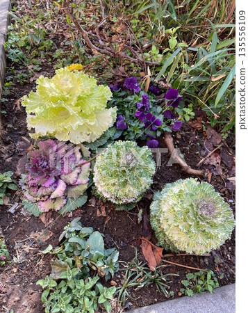 A group of chrysanthemums planted in a winter flowerbed A group of chrysanthemums planted in a winter flowerbed 135556109