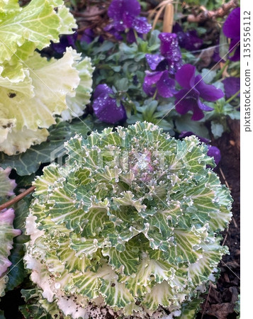 特寫鏡頭下的牡丹花,花瓣層疊,美麗動人。 特寫鏡頭下的牡丹花,花瓣層疊,美麗動人。 135556112