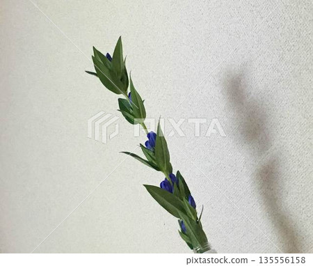 Blue gentian flowers photographed indoors, vertical composition, wall background 135556158