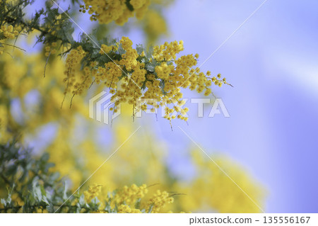 Mimosa flowers shining against the blue sky Soft blur and blank background material Mimosa flowers shining against the blue sky Soft blur and blank background material 135556167