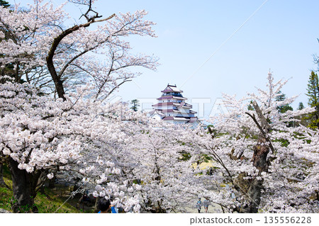 Tsuruga Castle in spring surrounded by cherry blossoms Tsuruga Castle in spring surrounded by cherry blossoms 135556228