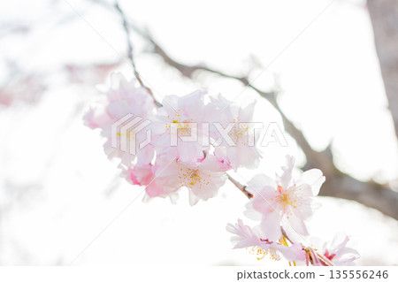 櫻桃樹 櫻桃樹 135556246