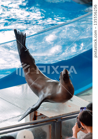 海獅表演 135556256