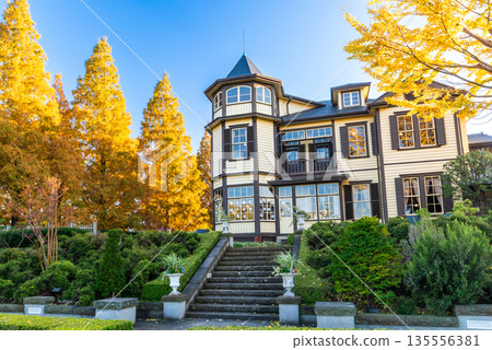 橫濱山手外交官邸、秋季義大利花園、金銀杏樹和藍天 135556381