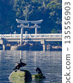 Great Cormorant Takeshima Shrine Torii 135556903